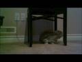 videos de Rabbit and Guinea Pig