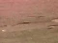 Crop Circle