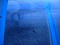 Baby Guppies in Breeder Net