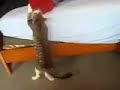 Stewie vs ulysse BONUSS VID Stewie vs ulysse BONUSS VID