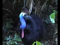 Cassowary visiting our house Cassowary visiting our house