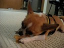 Just my dog ... chewing ... looking cute ... and ignoring me :P