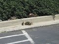 Ducklings following their mother