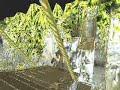 Tomb Raider Speedrun Level 3-Lost Valley