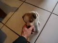 Jacky het Kooikerhondje