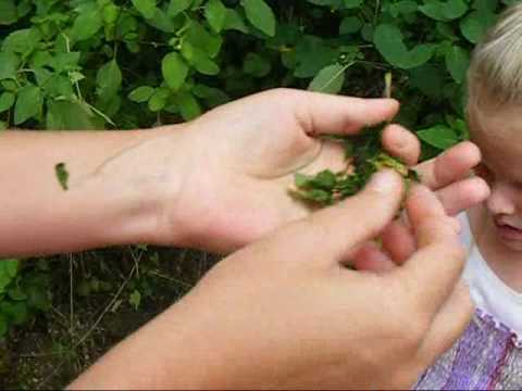 how to harvest jewelweed