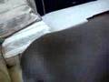 videos de Doberman Pincher 