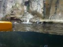 Audubon Aquarium