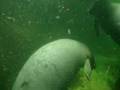 videos de Manatee