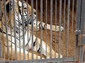 Brave sparrow at tiger cage