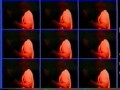 Live Music Show - Spacemen 3 (Holland, 1989)