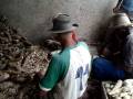 Raspando Mandioca pra fazer Farinha em Murutuba Bahia...