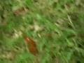Wasp VS Spider