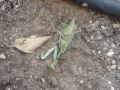 videos de Ants vs Praying Mantis part 2