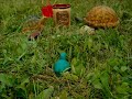 The Great Turtle Adventure