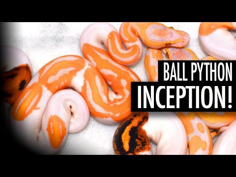 YouTube reptile video