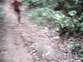 Rolé na selva Rolé na selva