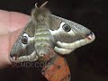 Silk Moth Mating: Saturnia albofasciata (+hand-pairing)