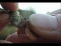 Silk Moth Mating: Saturnia albofasciata (+hand-pairing)