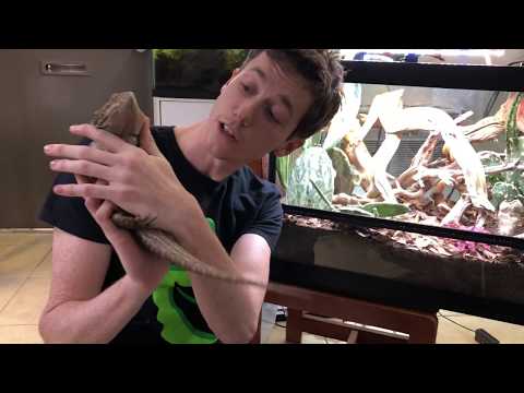 YouTube reptile video