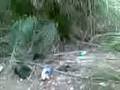 videos de azrarage