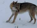 chien-loup,tchèque,