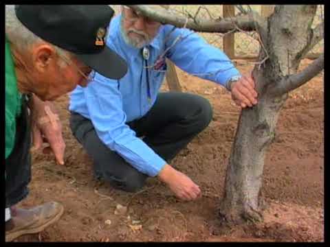 how to kill fungus on peach tree