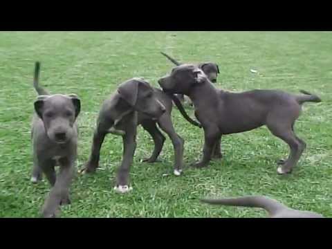gran danes