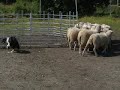 Paimenkoiranäytös