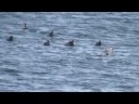 Common Eiders on Bay of Fundy, Nova Scotia