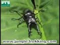 www.jungle-trekking.com by Mr.Isara(Naturalist guide)