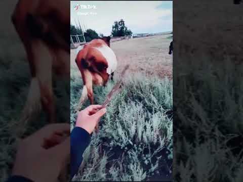 Jak unieruchomić krowę bez użycia siły?