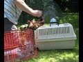 Battery Hens first hours of freedom