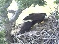 Eagles-having a meal-Lil more assertive
