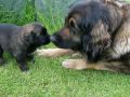 LEONBERGER PUPPIES by EDUARDO DUR�N HAEDO
