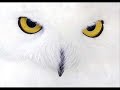MUSICA DE AMBIENTE CON DJ BUHO MIX  01