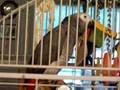 videos de Bingo