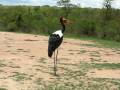 videos de Saddle-billed Stork