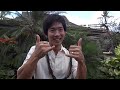 Click here to watch this video Jake Shimabukuro.mp4