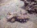 Flamboyant Cuttlefish