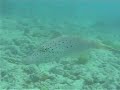 Filefish