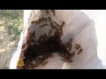 Locusts end up on Israeli menus