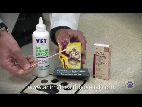 Cleaning Your Dog’s and Cat’s Ears
