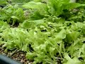 Fish Powered Garden