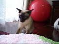 cat massage