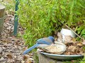 Scrub Jay at the feeder. He\