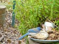 Scrub Jay at the feeder. He's tossing all seed except sunflower seeds.