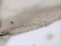 mosca