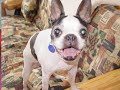 Midwest Boston Terrier Rescue
