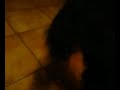 Jess - Looping Tfou